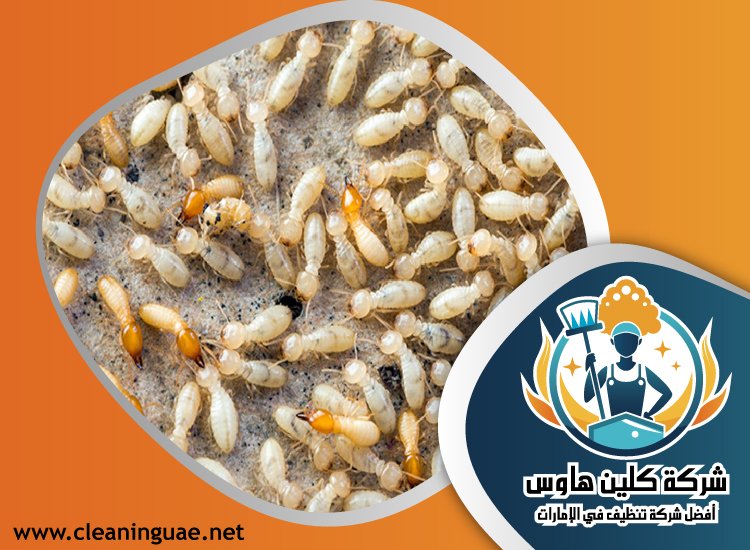 شركة مكافحة الرمة في السطوة