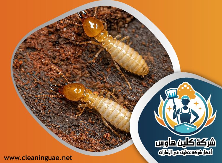 شركة مكافحة الرمة في الخوانيج 